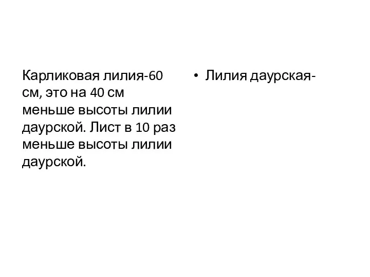 Карликовая лилия-60 см, это на 40 см меньше высоты лилии даурской.