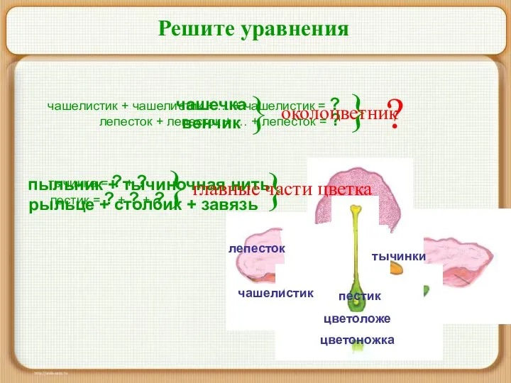 Решите уравнения чашелистик + чашелистик + … + чашелистик = ?