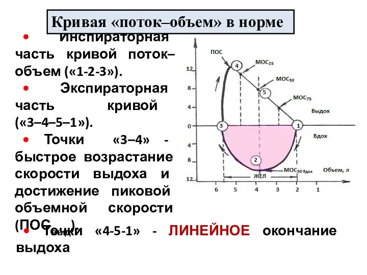 • Инспираторная часть кривой поток–объем («1-2-3»). • Экспираторная часть кривой («3–4–5–1»).