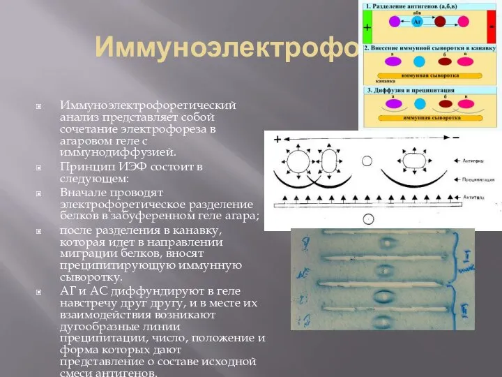 Иммуноэлектрофорез Иммуноэлектрофоретический анализ представляет собой сочетание электрофореза в агаровом геле с