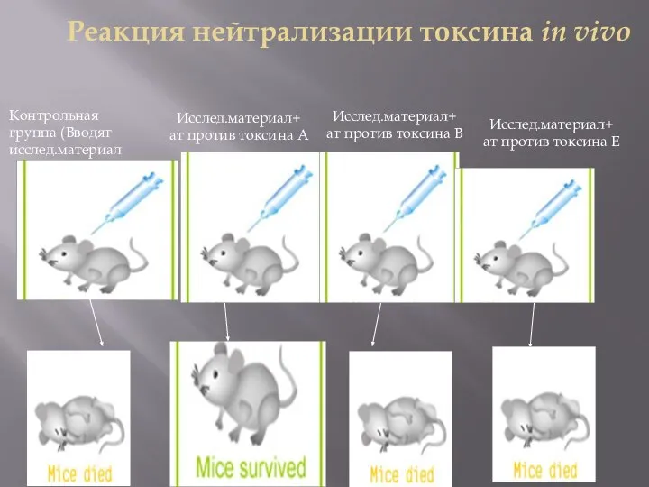 Реакция нейтрализации токсина in vivo Контрольная группа (Вводят исслед.материал Исслед.материал+ ат