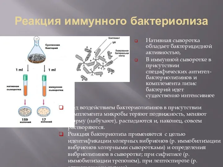 Реакция иммунного бактериолиза Нативная сыворотка обладает бактерицидной активностью, В иммунной сыворотке