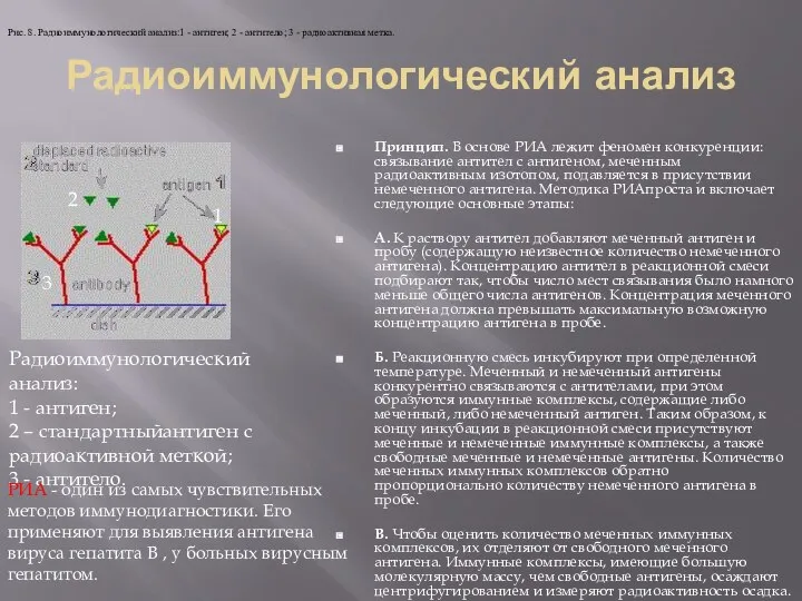 Радиоиммунологический анализ Принцип. В основе РИА лежит феномен конкуренции: связывание антител