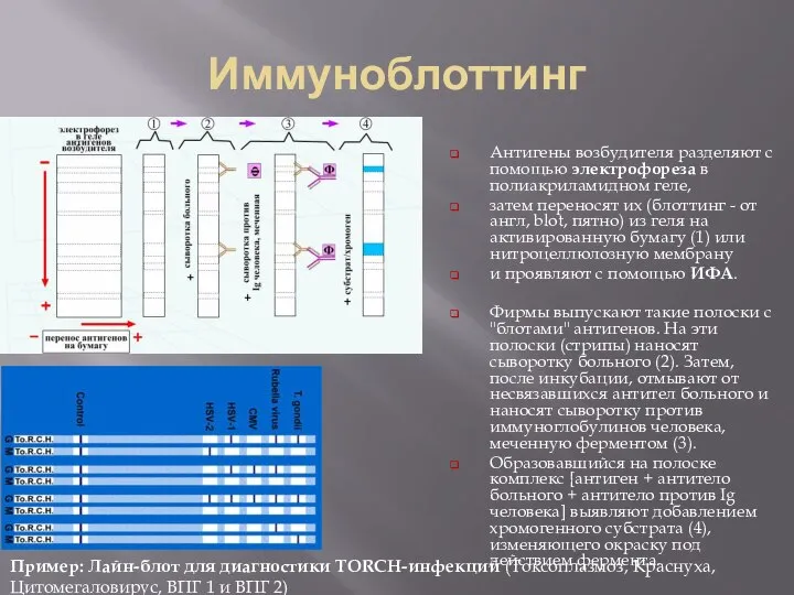 Иммуноблоттинг Антигены возбудителя разделяют с помощью электрофореза в полиакриламидном геле, затем