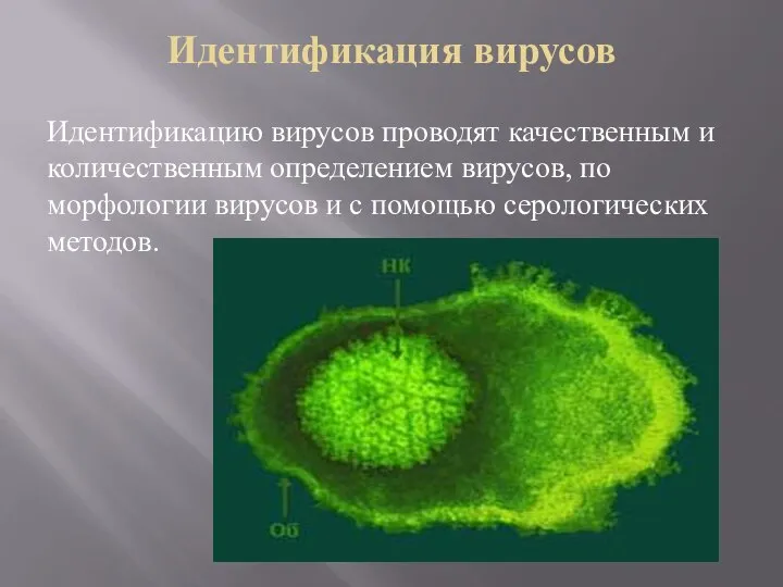 Идентификация вирусов Идентификацию вирусов проводят качественным и количественным определением вирусов, по