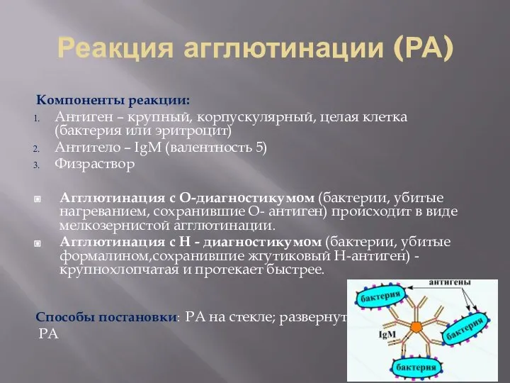 Реакция агглютинации (РА) Компоненты реакции: Антиген – крупный, корпускулярный, целая клетка