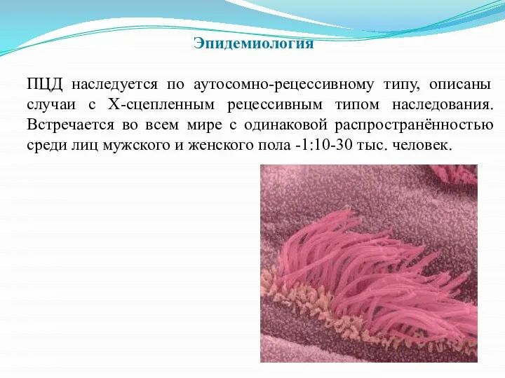 Эпидемиология ПЦД наследуется по аутосомно-рецессивному типу, описаны случаи с X-сцепленным рецессивным