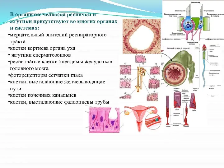 В организме человека реснички и жгутики присутствуют во многих органах и