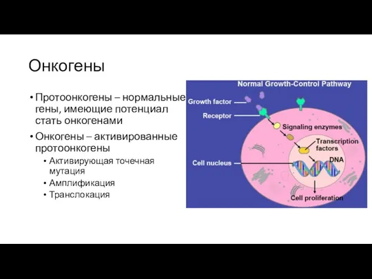 Онкогены Протоонкогены – нормальные гены, имеющие потенциал стать онкогенами Онкогены –