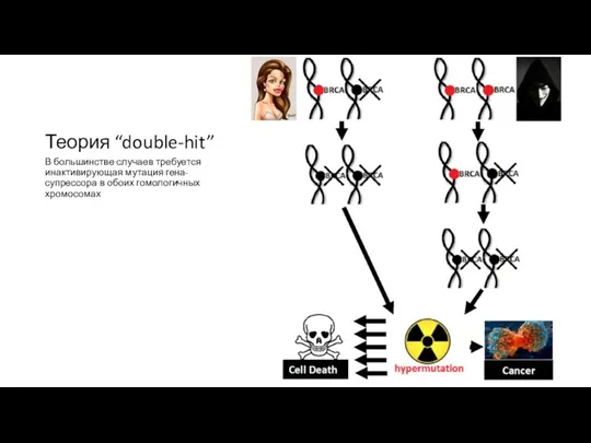 Теория “double-hit” В большинстве случаев требуется инактивирующая мутация гена-супрессора в обоих гомологичных хромосомах