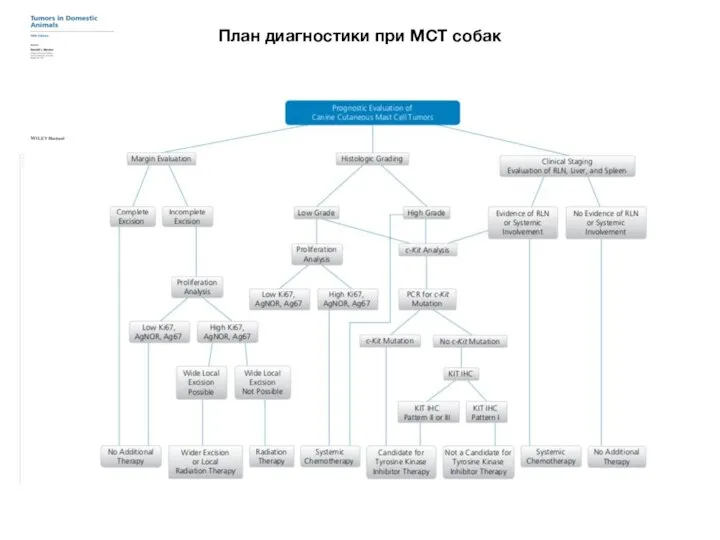 План диагностики при MCT собак