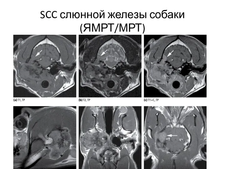 SCC слюнной железы собаки (ЯМРТ/МРТ)