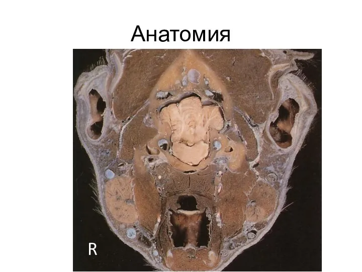 Анатомия R