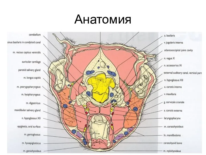 Анатомия