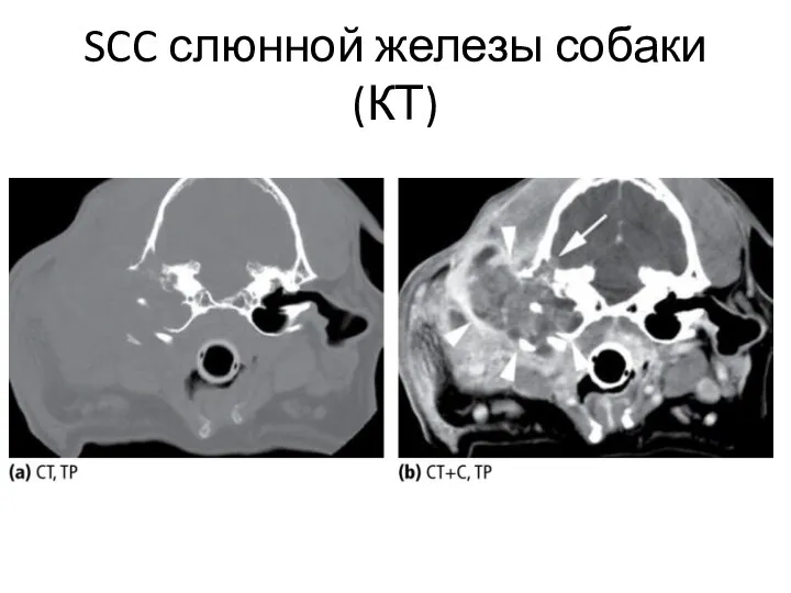 SCC слюнной железы собаки (КТ)