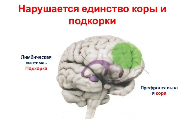 Нарушается единство коры и подкорки Лимбическая система - Подкорка Префронтальная кора