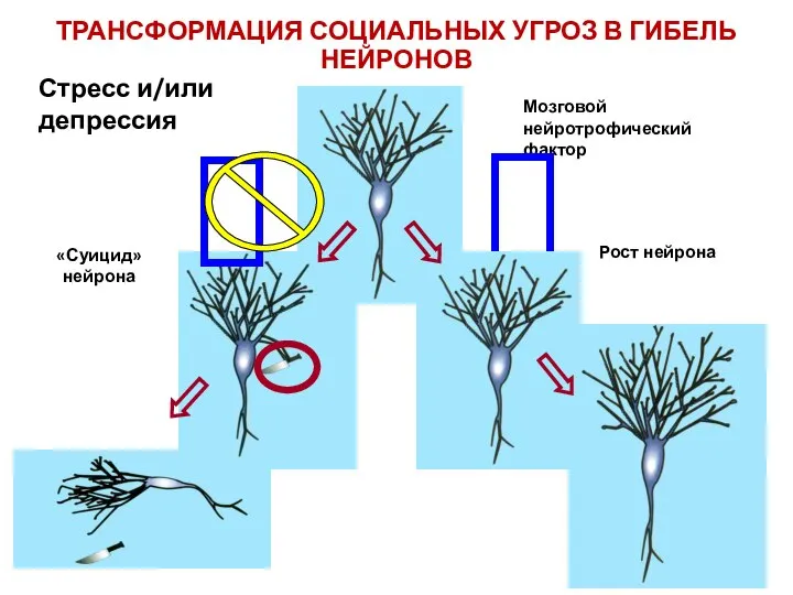 ТРАНСФОРМАЦИЯ СОЦИАЛЬНЫХ УГРОЗ В ГИБЕЛЬ НЕЙРОНОВ Мозговой нейротрофический фактор «Суицид» нейрона