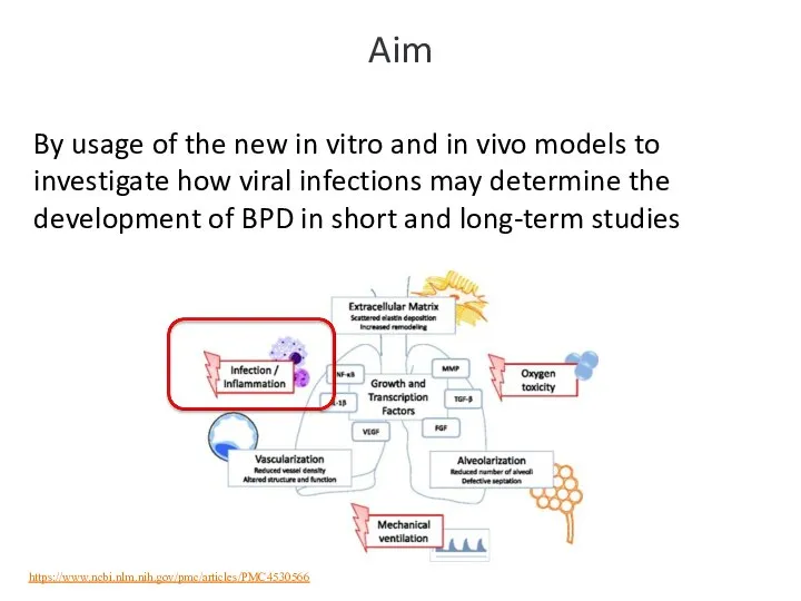 Aim By usage of the new in vitro and in vivo