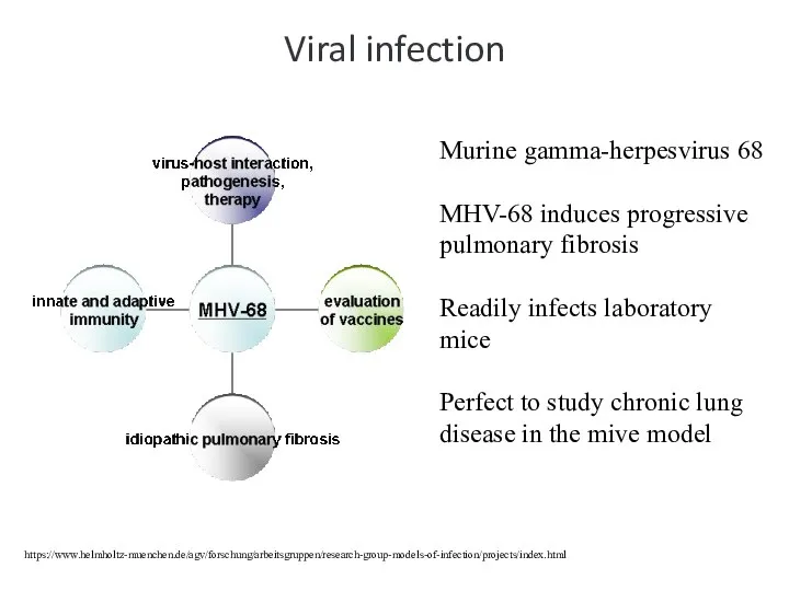 Viral infection https://www.helmholtz-muenchen.de/agv/forschung/arbeitsgruppen/research-group-models-of-infection/projects/index.html Murine gamma-herpesvirus 68 MHV-68 induces progressive pulmonary fibrosis