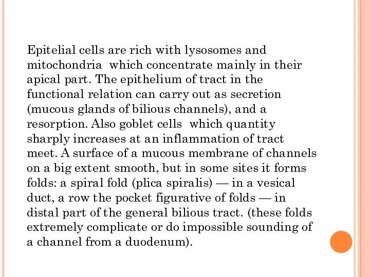 Epitelial cells are rich with lysosomes and mitochondria which concentrate mainly