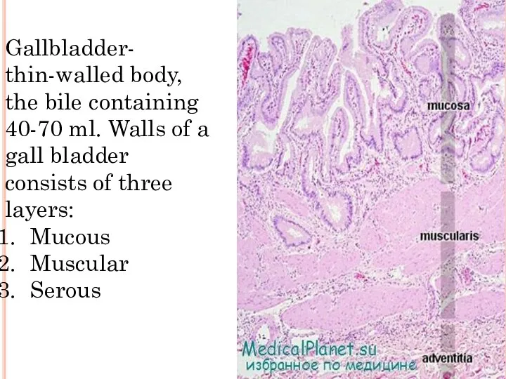 Gallbladder- thin-walled body, the bile containing 40-70 ml. Walls of a