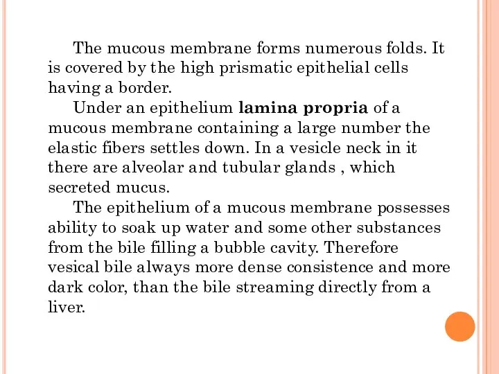 The mucous membrane forms numerous folds. It is covered by the