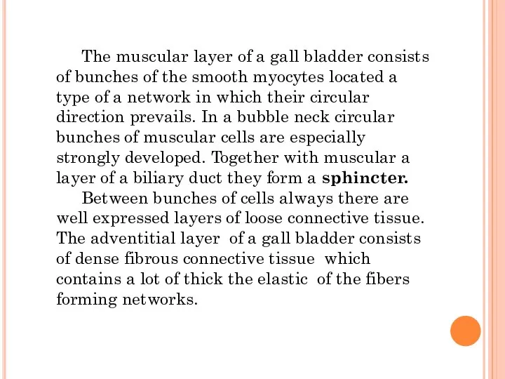 The muscular layer of a gall bladder consists of bunches of