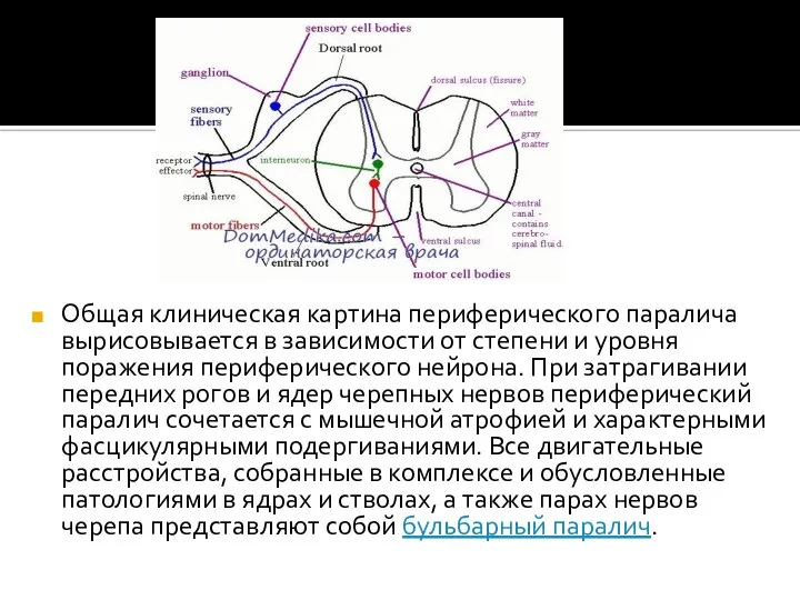 Общая клиническая картина периферического паралича вырисовывается в зависимости от степени и