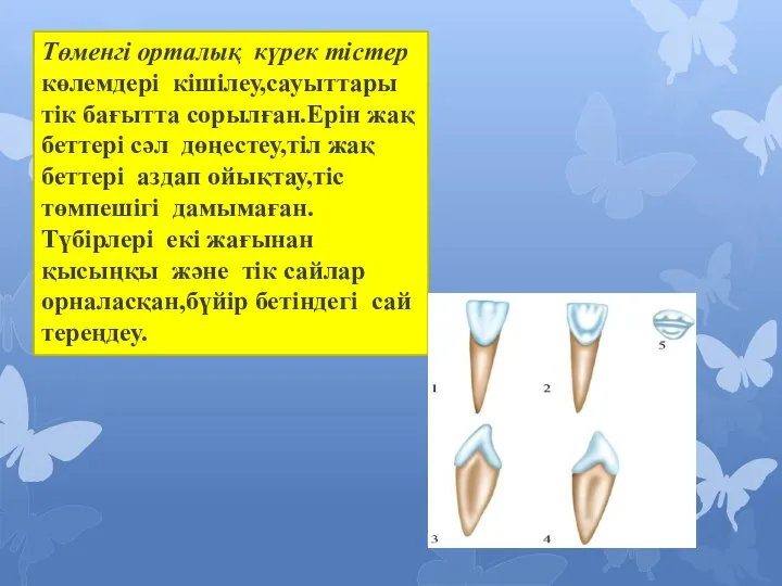 Төменгі орталық күрек тістер көлемдері кішілеу,сауыттары тік бағытта сорылған.Ерін жақ беттері