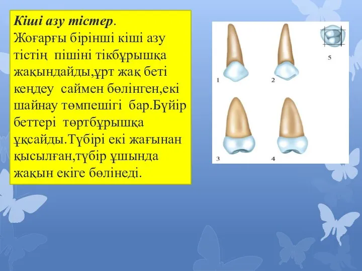 Кіші азу тістер. Жоғарғы бірінші кіші азу тістің пішіні тікбұрышқа жақындайды,ұрт