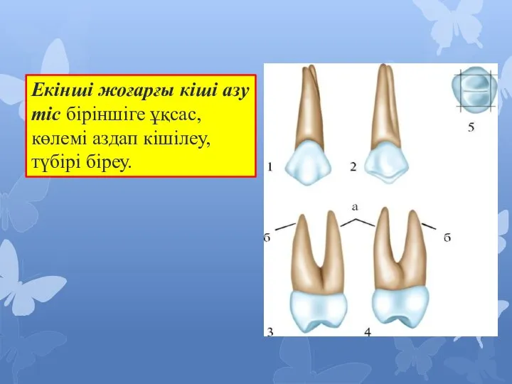 Екінші жоғарғы кіші азу тіс біріншіге ұқсас,көлемі аздап кішілеу,түбірі біреу.