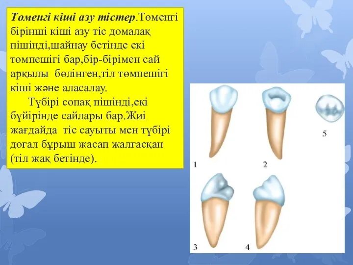 Төменгі кіші азу тістер.Төменгі бірінші кіші азу тіс домалақ пішінді,шайнау бетінде