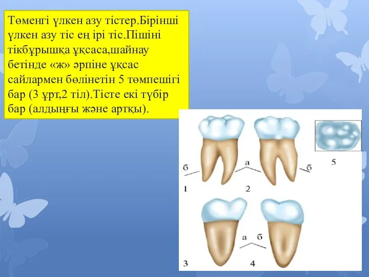 Төменгі үлкен азу тістер.Бірінші үлкен азу тіс ең ірі тіс.Пішіні тікбұрышқа