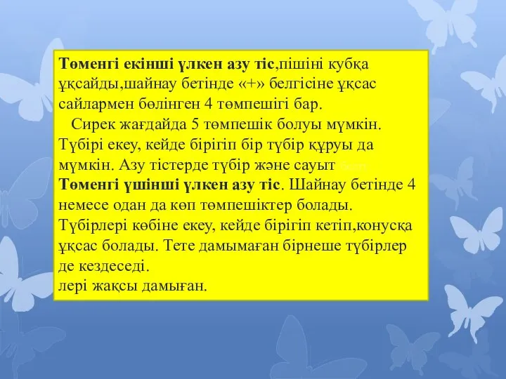 Төменгі екінші үлкен азу тіс,пішіні кубқа ұқсайды,шайнау бетінде «+» белгісіне ұқсас