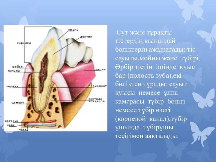 Сүт және тұрақты тістердің мынандай бөліктерін ажыратады: тіс сауыты,мойны және түбірі.Әрбір