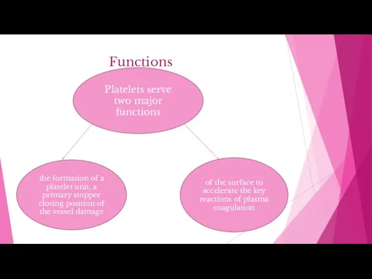 Functions Platelets serve two major functions the formation of a platelet