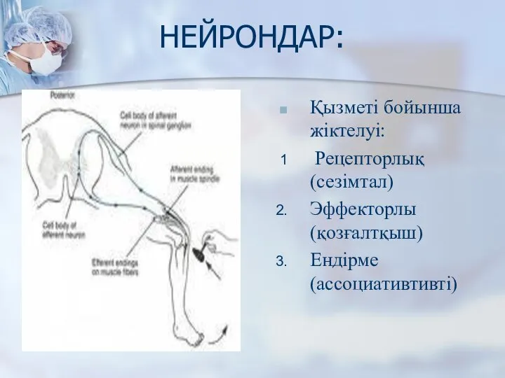 НЕЙРОНДАР: Қызметі бойынша жіктелуі: Рецепторлық (сезімтал) Эффекторлы (қозғалтқыш) Ендірме (ассоциативтивті)