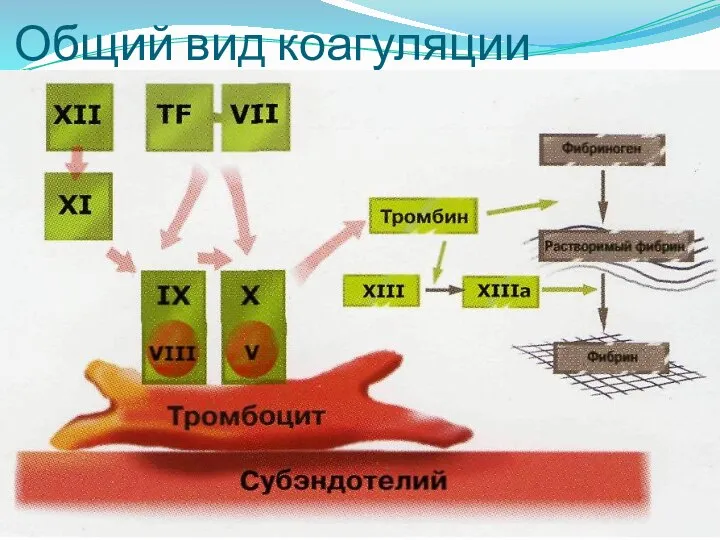 Общий вид коагуляции