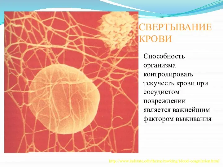 СВЕРТЫВАНИЕ КРОВИ http://www.indstate.edu/thcme/mwking/blood-coagulation.html Cпособность организма контролировать текучесть крови при сосудистом повреждении является важнейшим фактором выживания