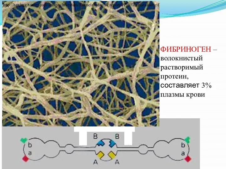 http://baximg.baxter.com/images/investors/financial/annual_report/1996/fibrinsealant.gif ФИБРИНОГЕН – волокнистый растворимый протеин, составляет 3% плазмы крови
