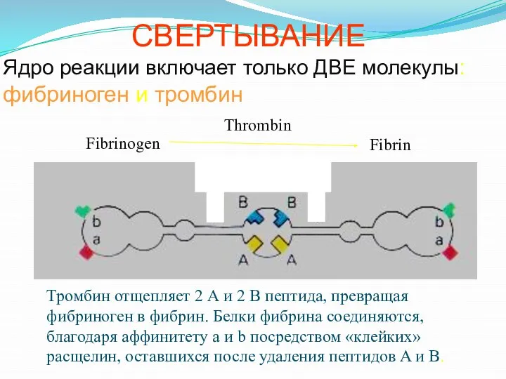 Ядро реакции включает только ДВЕ молекулы: фибриноген и тромбин Fibrinogen Fibrin