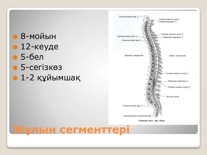 Жұлын сегменттері 8-мойын 12-кеуде 5-бел 5-сегізкөз 1-2 құйымшақ