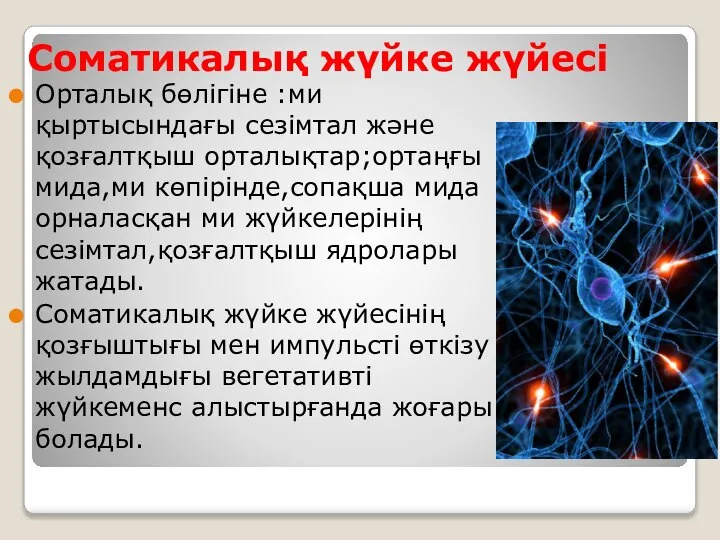 Соматикалық жүйке жүйесі Орталық бөлігіне :ми қыртысындағы сезімтал және қозғалтқыш орталықтар;ортаңғы