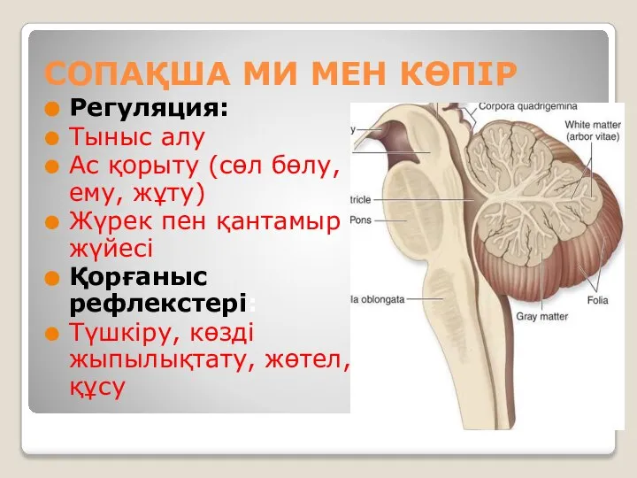 СОПАҚША МИ МЕН КӨПІР Регуляция: Тыныс алу Ас қорыту (сөл бөлу,