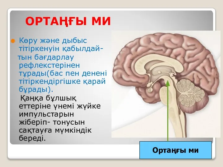 ОРТАҢҒЫ МИ Көру және дыбыс тітіркенуін қабылдай- тын бағдарлау рефлекстерінен тұрады(бас