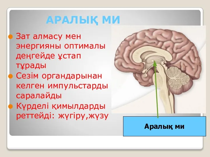 АРАЛЫҚ МИ Зат алмасу мен энергияны оптималы деңгейде ұстап тұрады Сезім