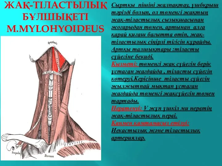 ЖАҚ-ТІЛАСТЫЛЫҚ БҰЛШЫҚЕТІ M.MYLOHYOIDEUS Сыртқы пішіні жалпақтау, үшбқрыш тәрізді болып, ол төменгі