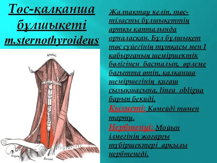 Төс-қалқанша бұлшықеті m.sternothyroideus Жалпақтау келіп, төс-тіласты бұлшықеттің артқы қапталында орналасқан. Бұл