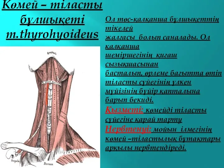 Көмей – тіласты бұлшықеті m.thyrohyoideus Ол төс-қалқанша бұлшықеттің тікелей жалғасы болып