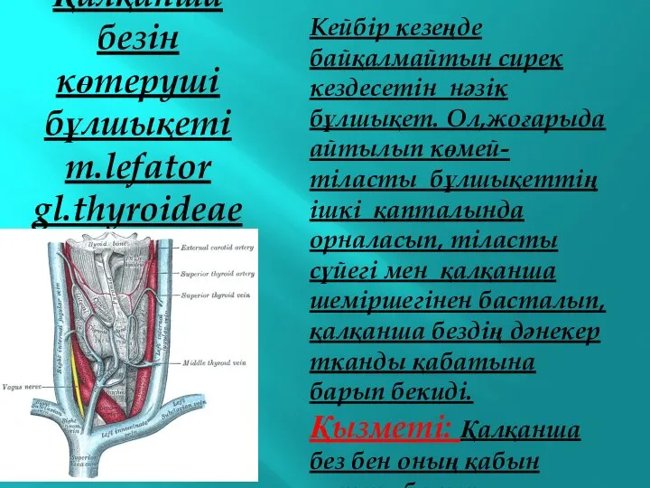 Қалқанша безін көтеруші бұлшықеті m.lefator gl.thyroideae Кейбір кезеңде байқалмайтын сирек кездесетін